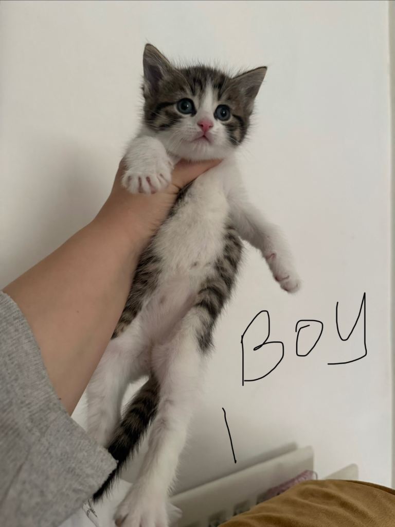 OUTSTANDING LITTER OF 6 KITTENS 🐈‍⬛ 