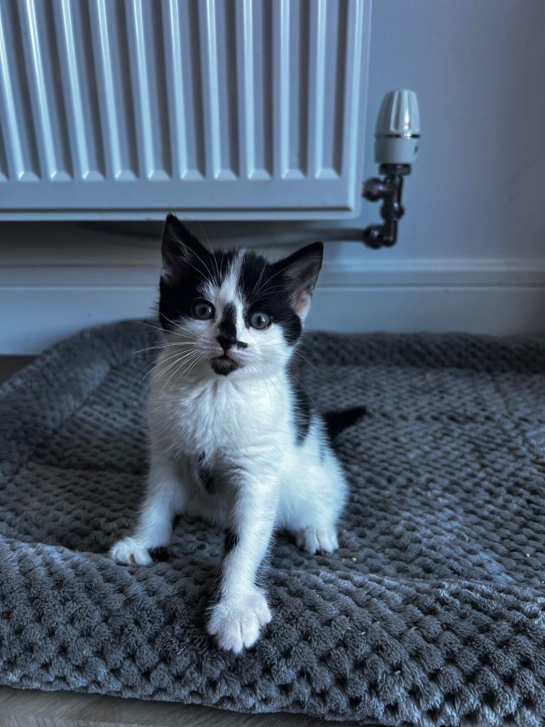 3 Female Kittens