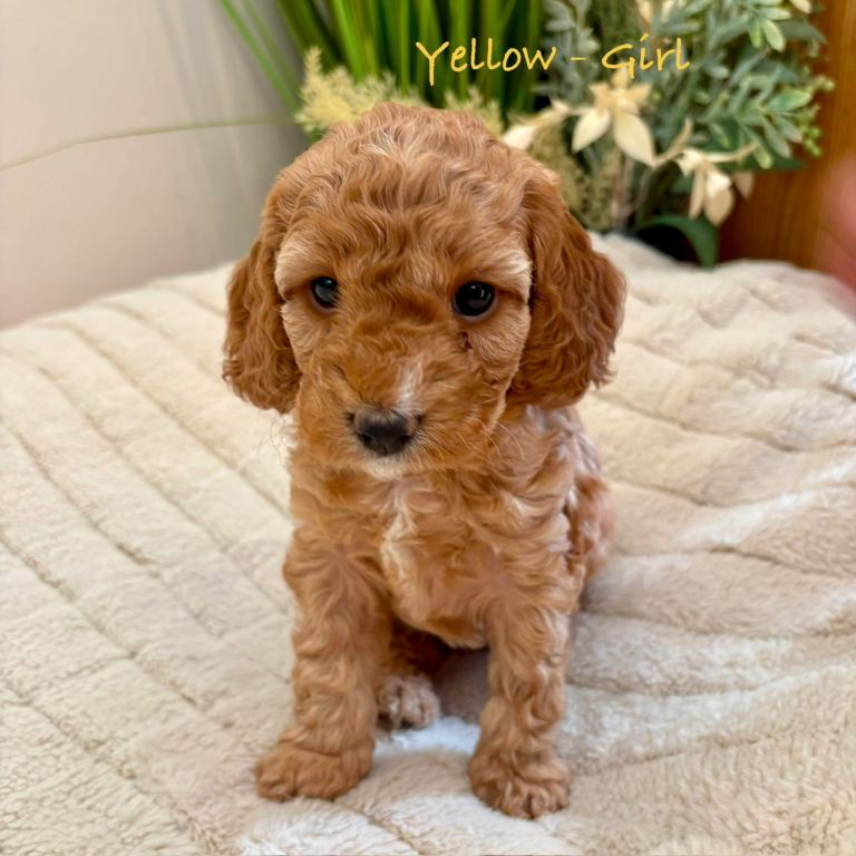Beautiful F2 Cockapoo Puppies 