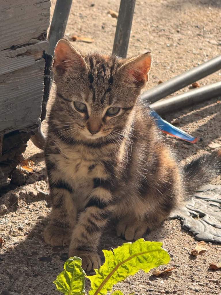Lovely Kitten for sale 