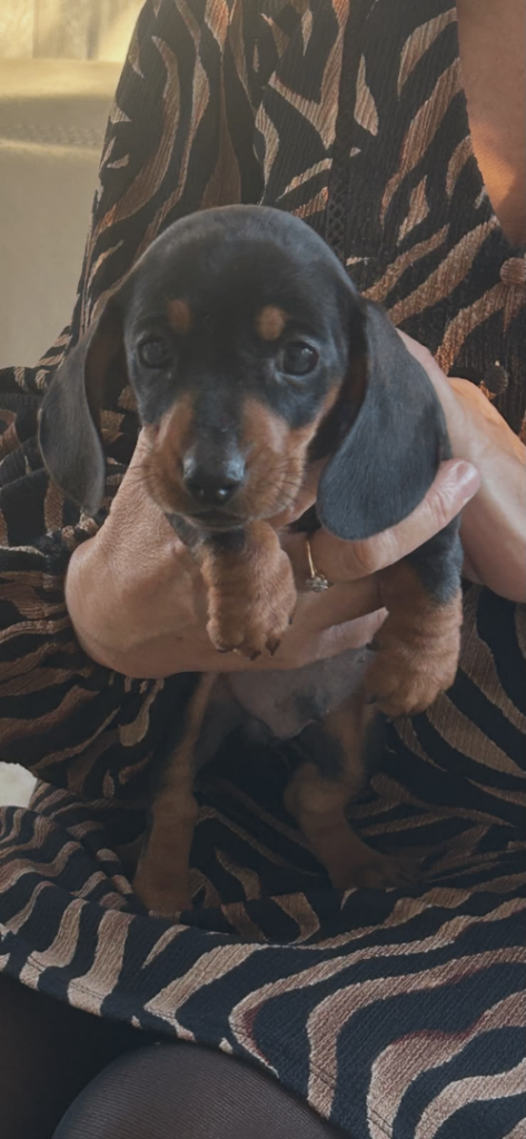 Miniature Dachshund puppy