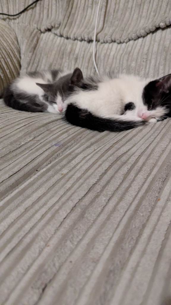 Kittens ready for their new home