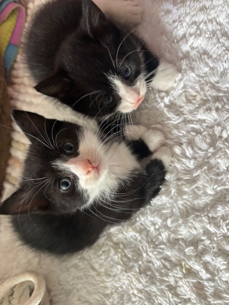 4 Kittens 8 weeks old
