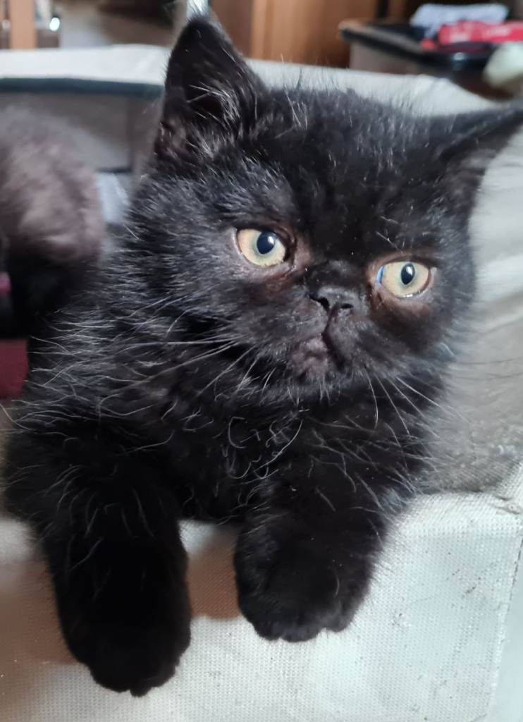 Persian kittens