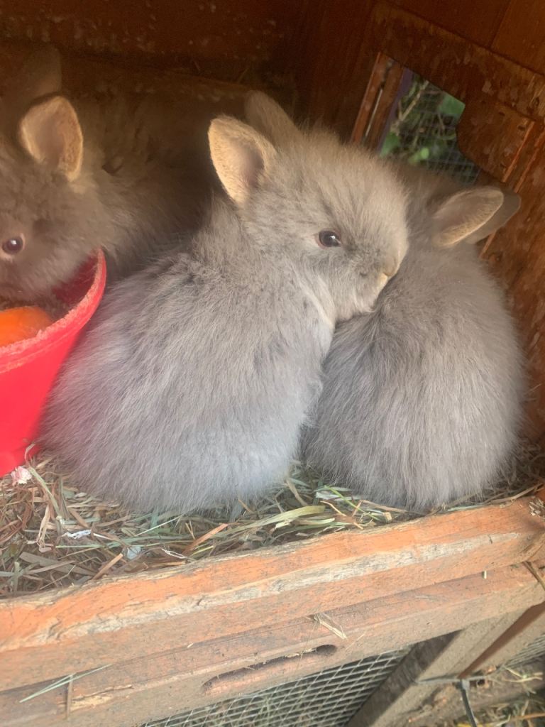 Lion head rabbits 