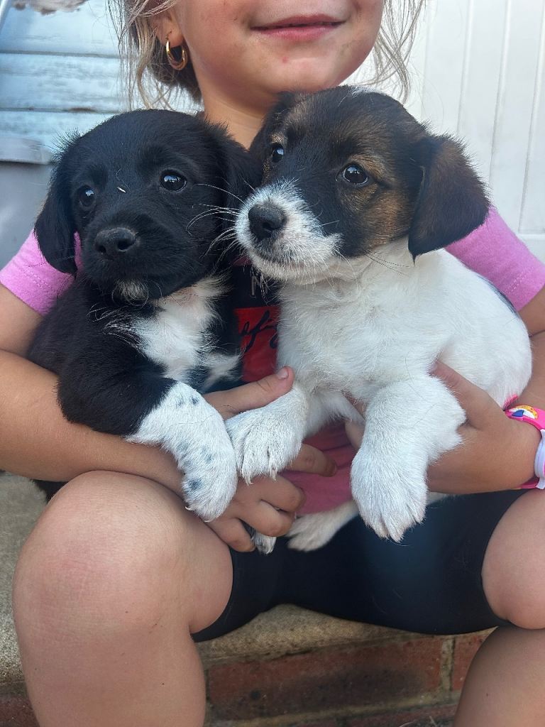 Jack Russell boys 