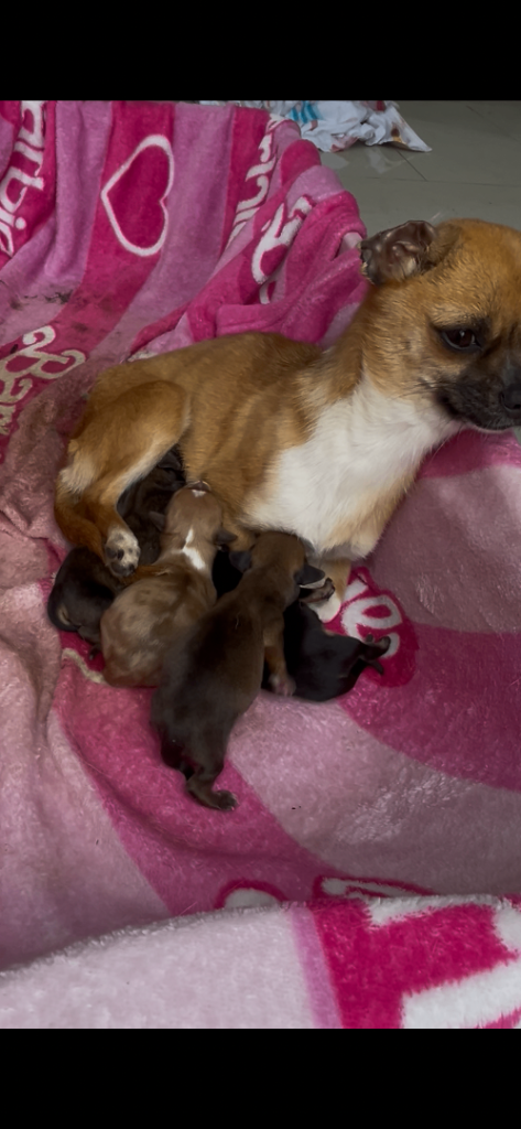 Chiweenie puppy’s 