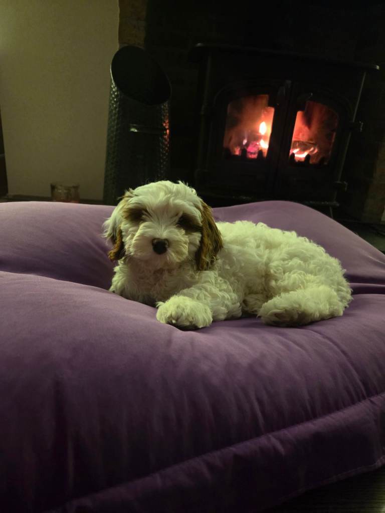 Cavapoo pup