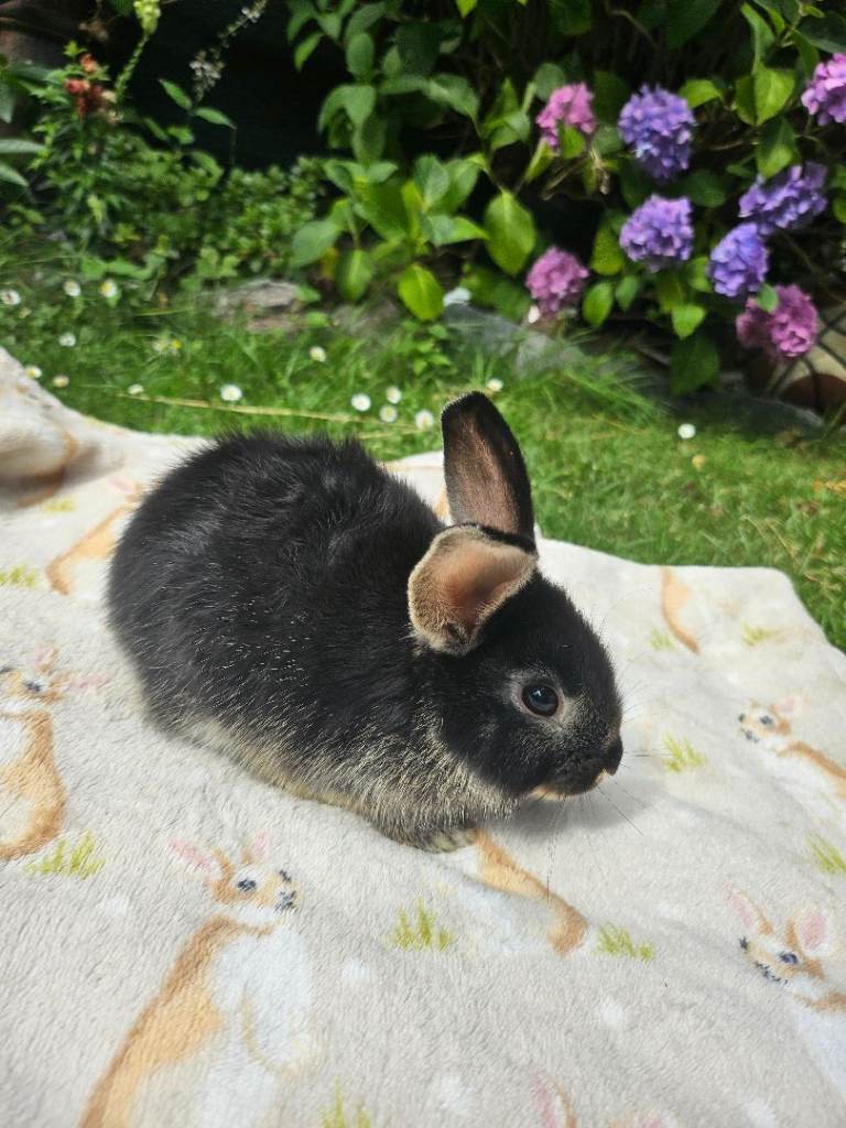 Baby rabbits