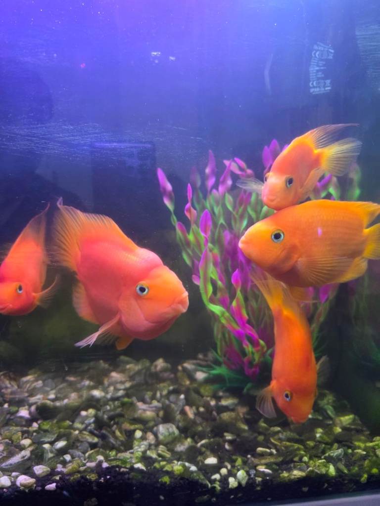 5 blood parrot cichlids £200 for all 