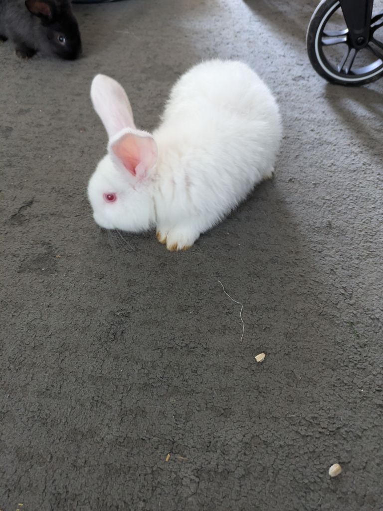 Giant bunnies white male 