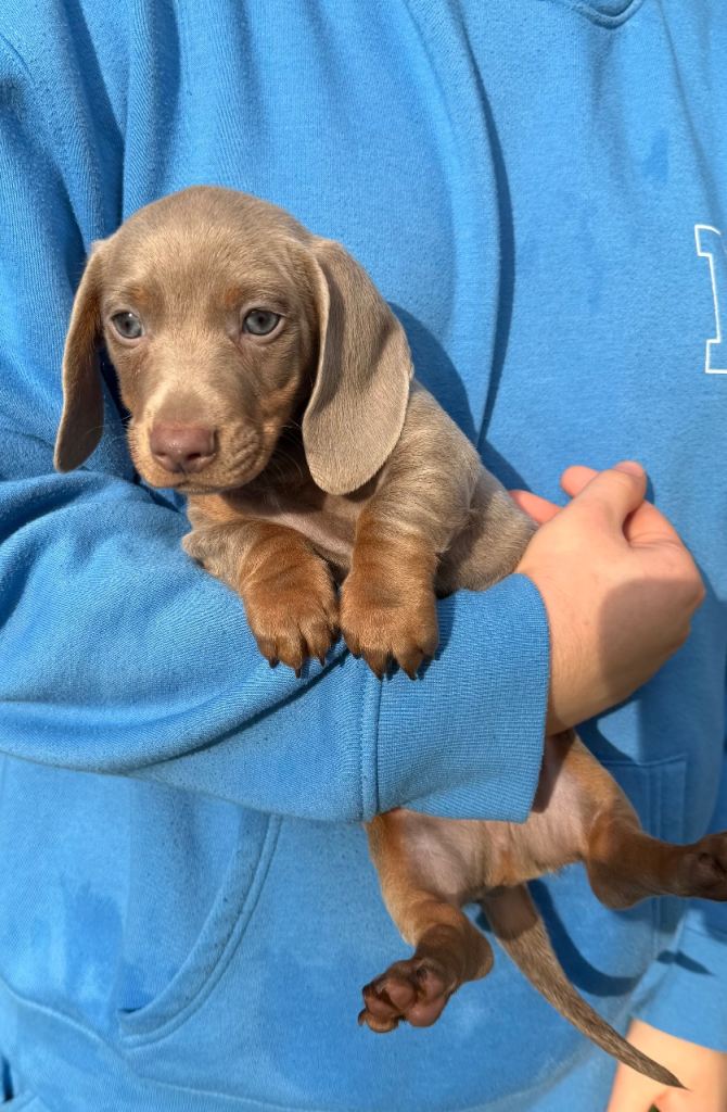 Miniature dachshund puppies 