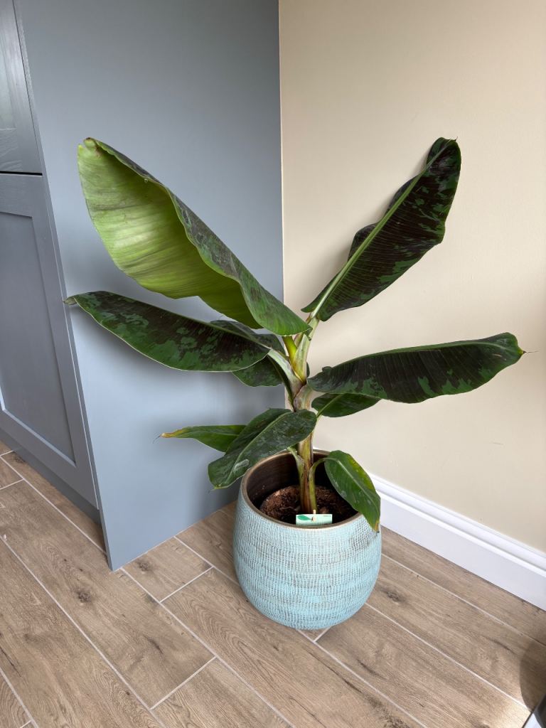 Banana Plant - New
