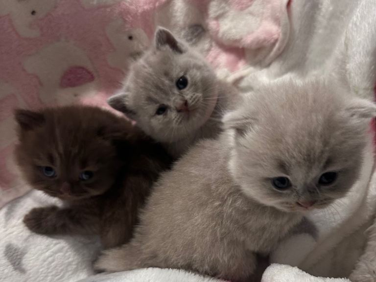 Chocolate Brown and lilac British short hair kittens for sale 