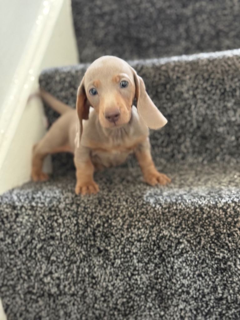 Mini dachshund Izabella!!!