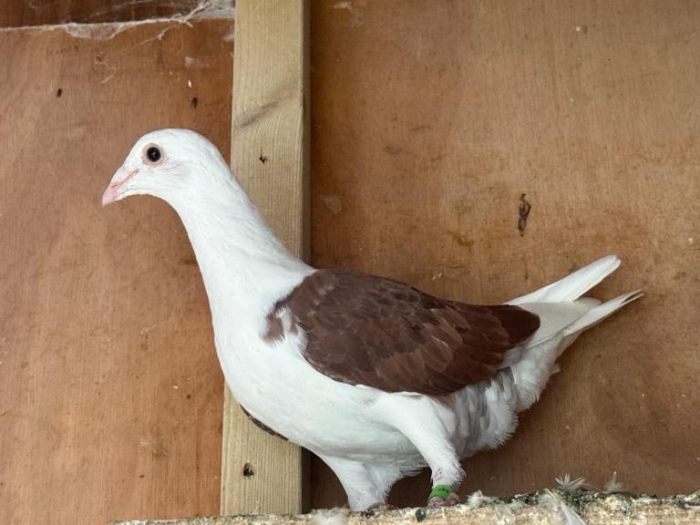 Saddle racing pigeons 