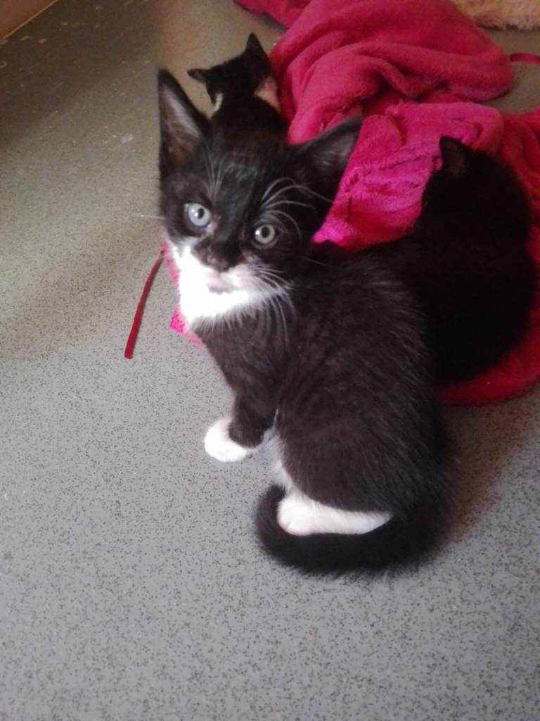 4 kittens for sale