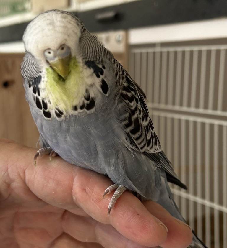 Tame Baby Budgies