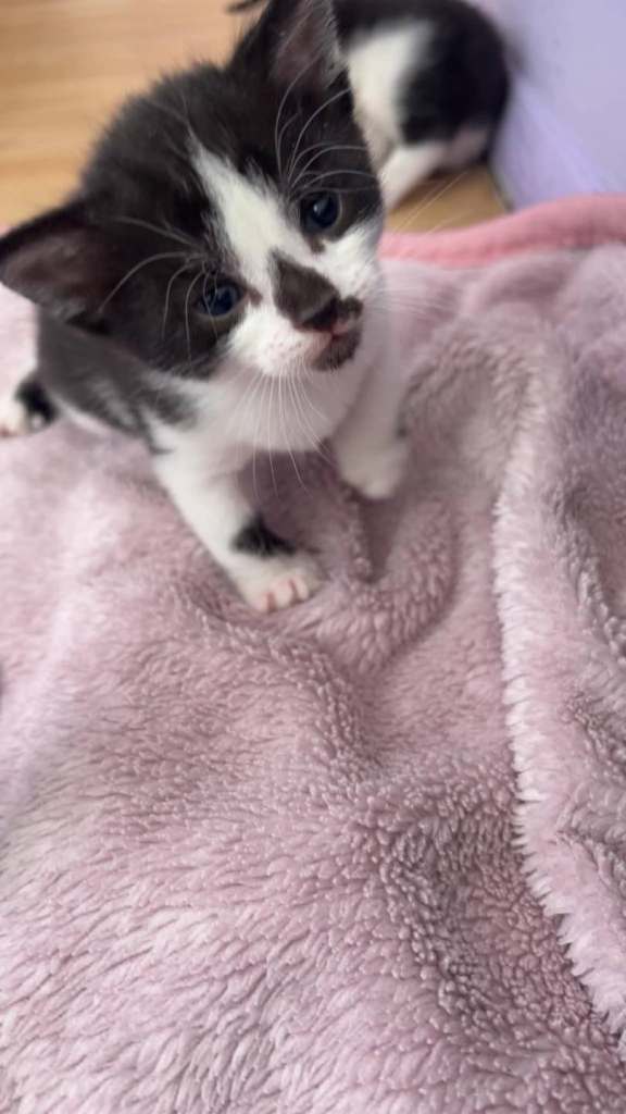 Kittens