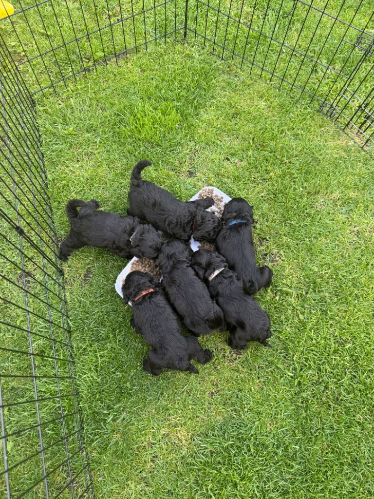Cockapoo 