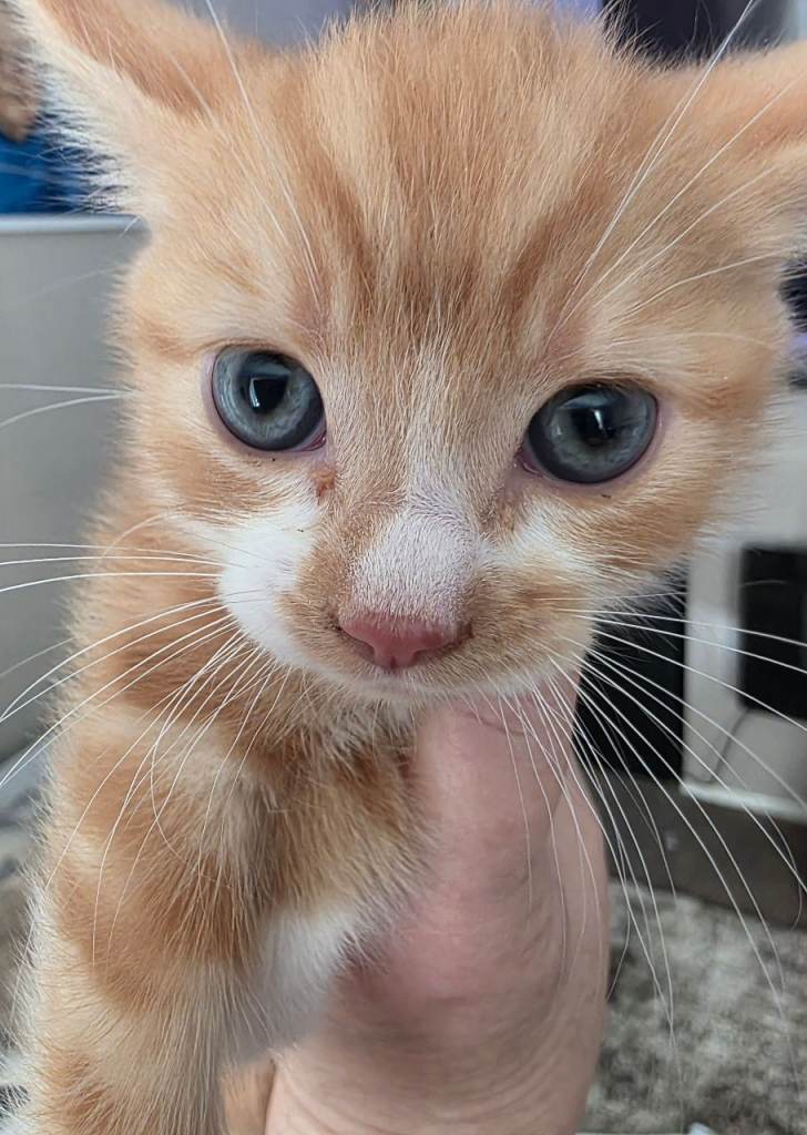 4x 9 week old kittens 