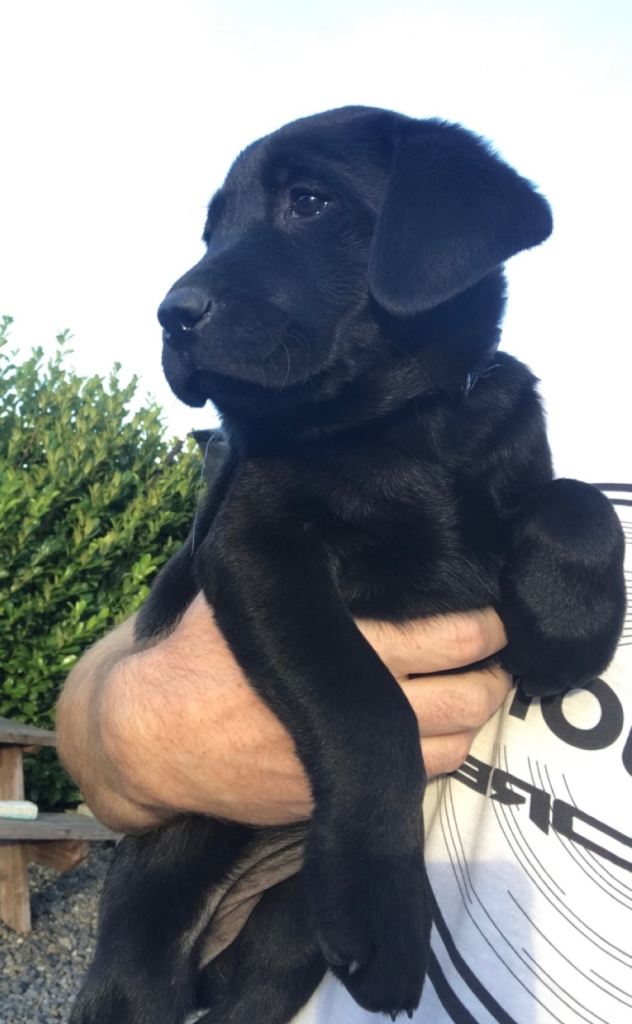 Pedigree Labrador pups