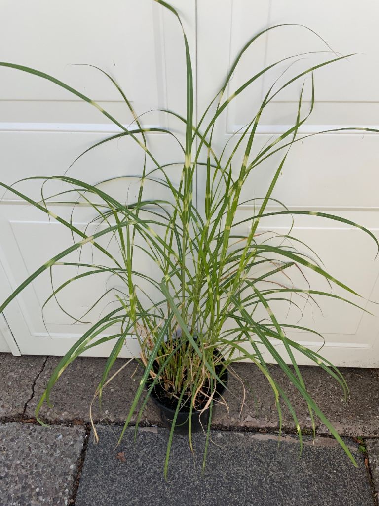 Zebra Grass