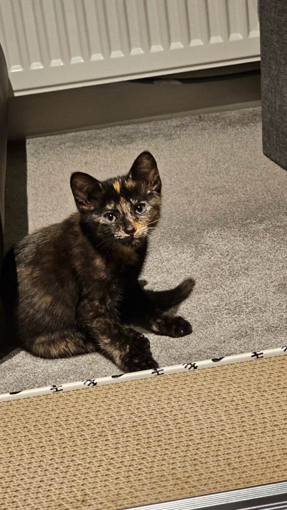 Tortoiseshell kitten