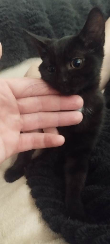 Kittens for sale 