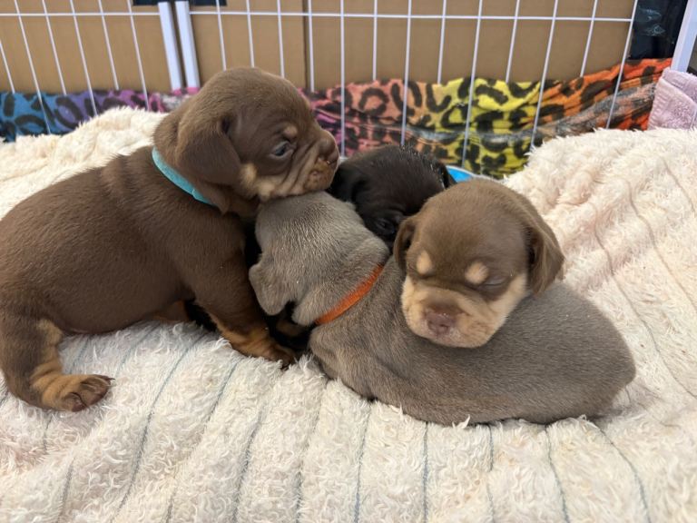 French Bull Dog cross puppies 