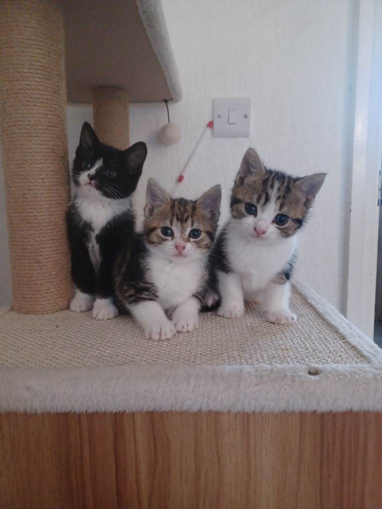Kittens