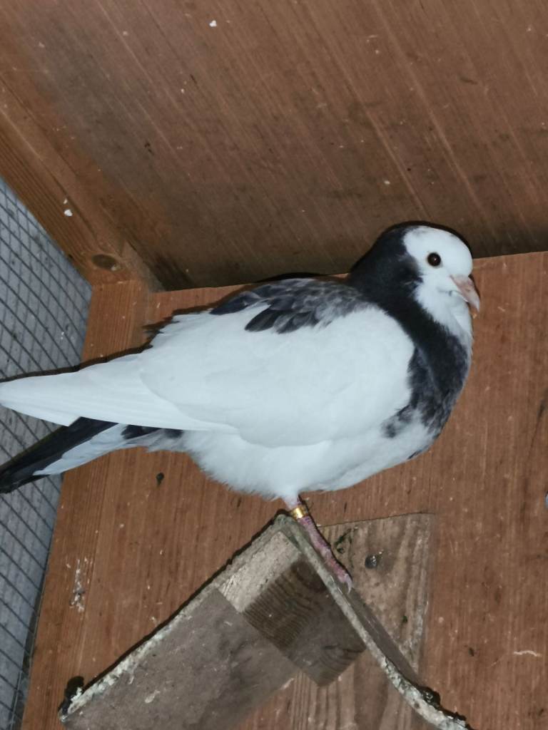Rolling pigeons for sale 