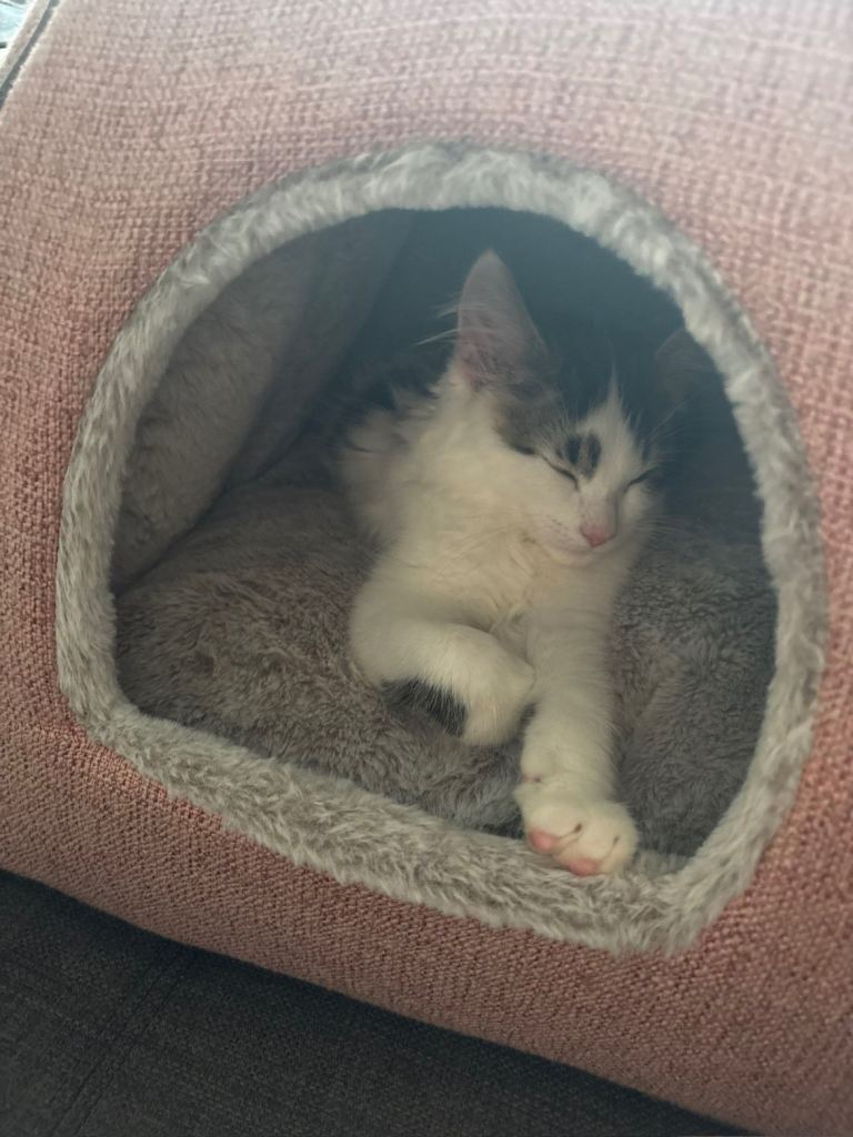 Kitten for sale