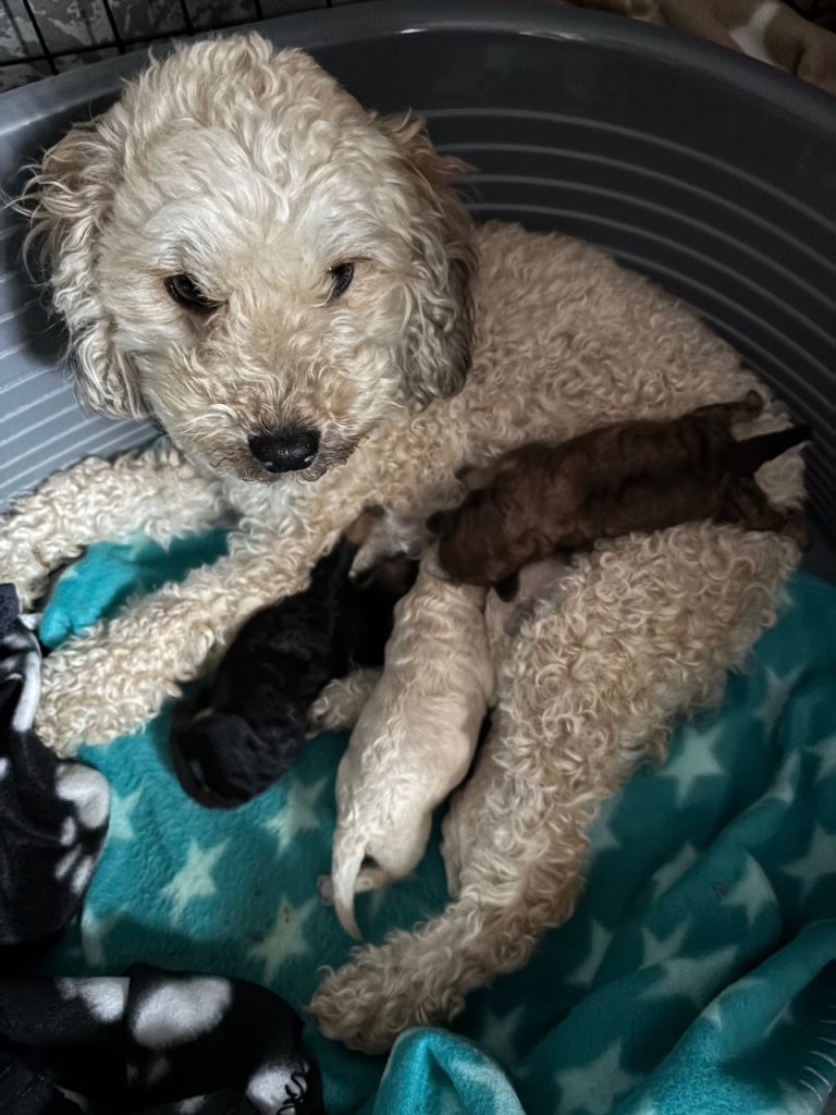 Toy poodle puppies