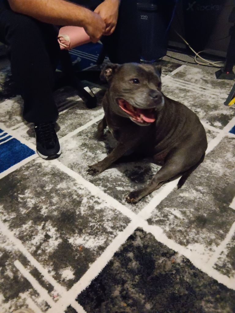 Rehoming my staffy