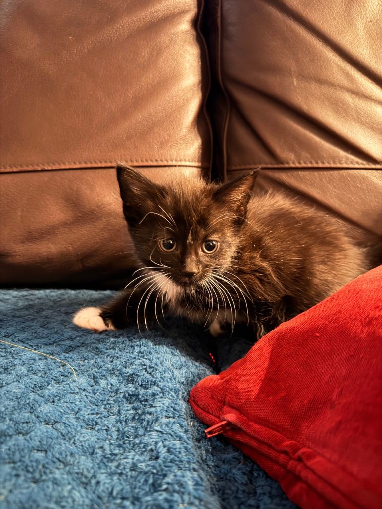 Adorable kittens looking for a loving home