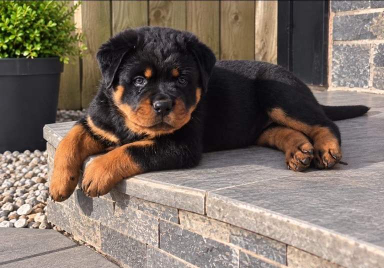 Chunky Pure Breed Male Rottweiler Puppy