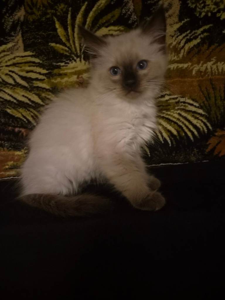 Fluffy lovely purebred Ragdol kitten girl