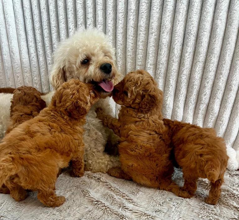 F2BB Cockapoo pups 