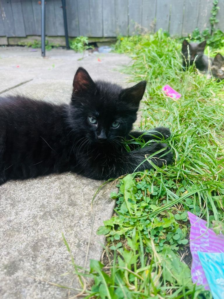2 beautiful kittens ready too leave now!!