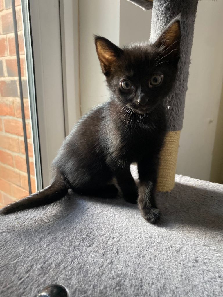 Kitten 