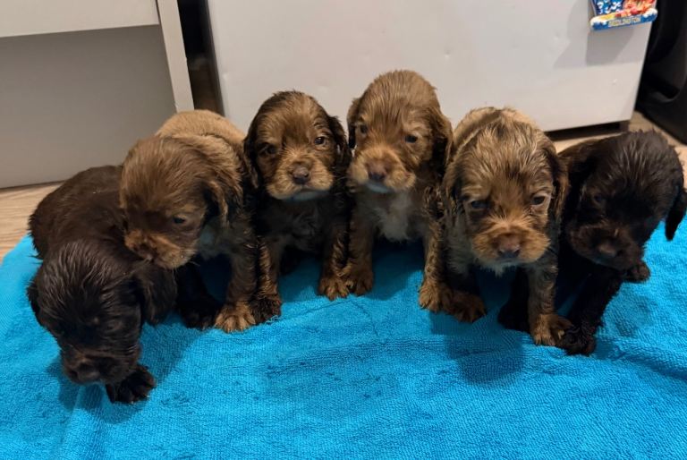6 cocker spaniel puppies 