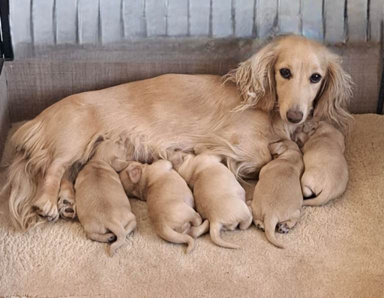 Cream longhaired miniature dachshund puppies