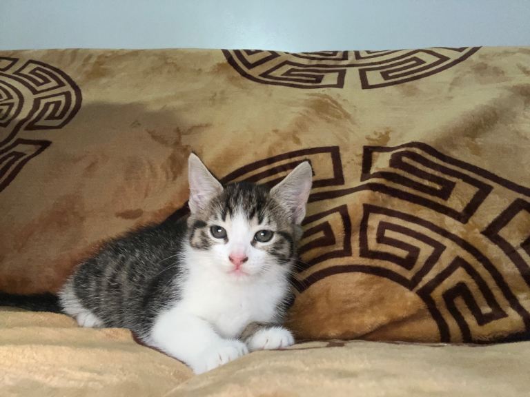 Kittens 3 months old 