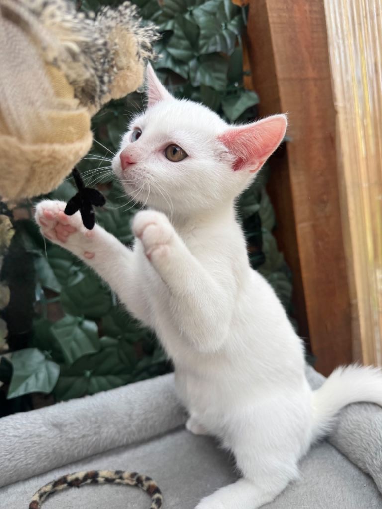TWO EYE COLOUR RAGDOLL MIX KITTEN 