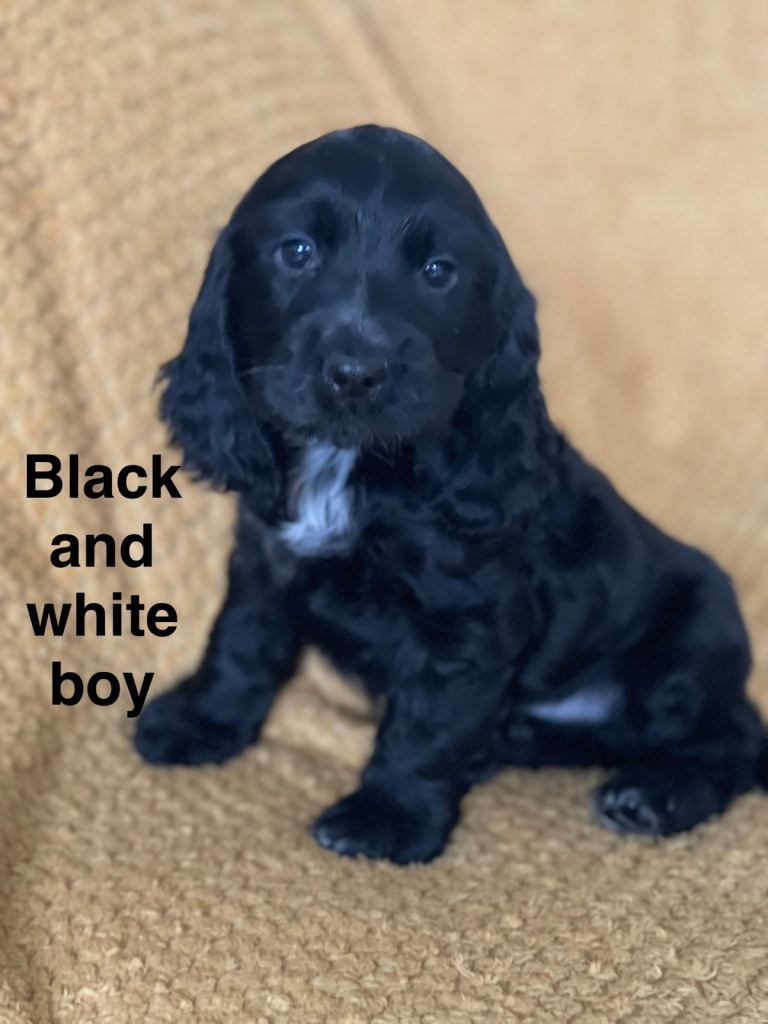 Cocker spaniel show type.