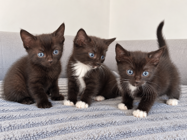 Mixed breed 