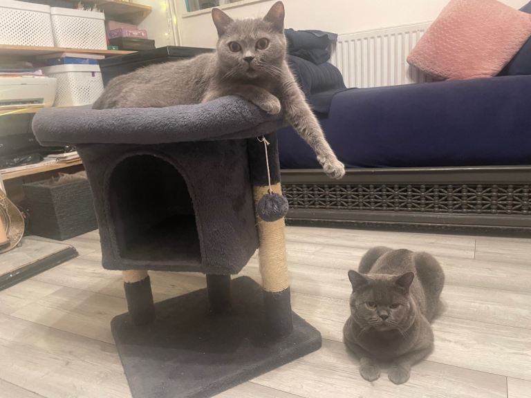 ONLY 1 BOY & 1 GIRL LEFT. Adorable British Shorthair Kittens for Sale!