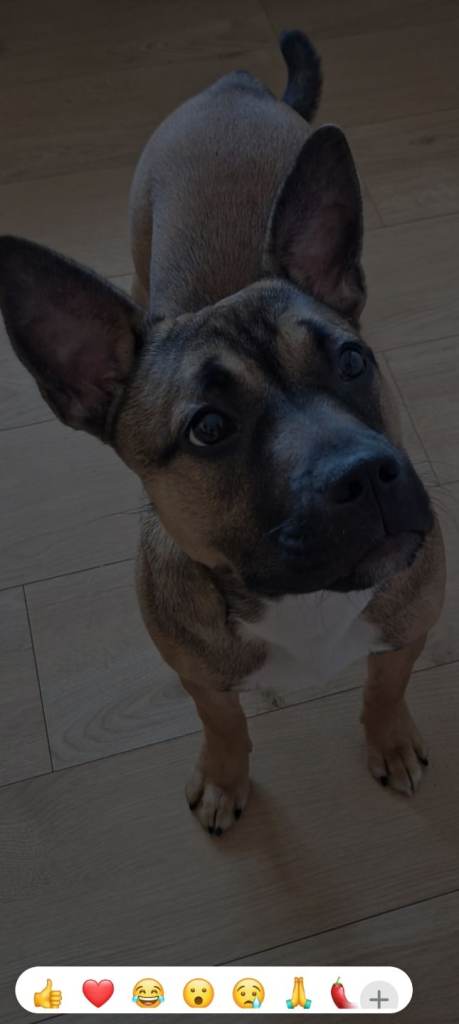 6 months old female pup for sale 