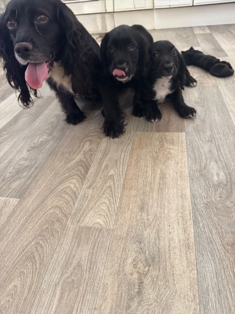 Two cocker spaniel boy puppies